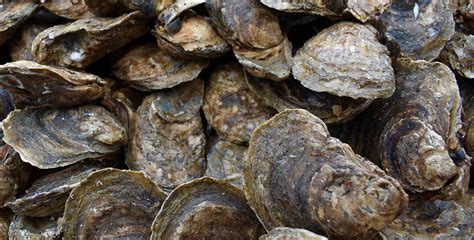 Save the Bay News: All About Oysters - Chesapeake Bay Foundation