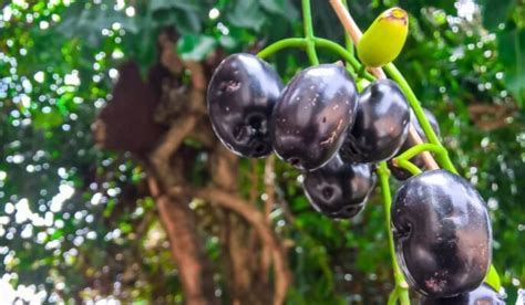 Jamun Tree: Facts, Benefits, How to Grow & Care in 2023