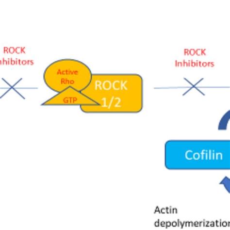 Mechanism of action of Rho kinase inhibitors as antiglaucoma medication ...