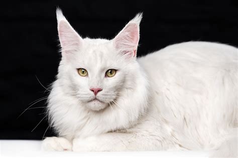 14 Beautiful White Cat Breeds With Pictures - Cats.com