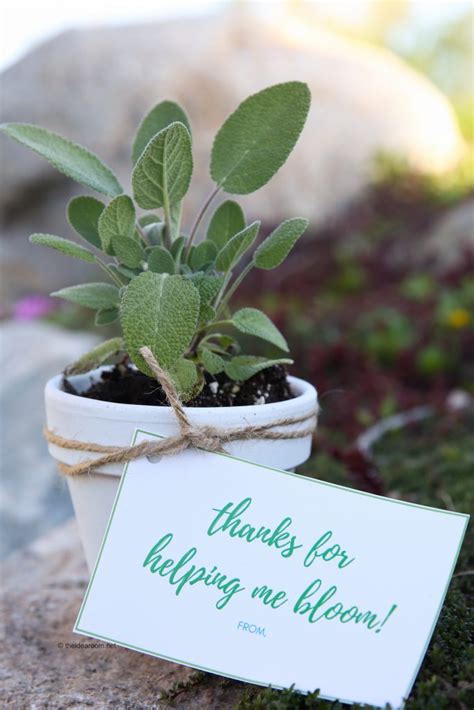 Teacher Appreciation Gifts: Herb Planter - The Idea Room