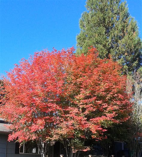 Fall colors seen on SW Trails walk – SWTrails PDX