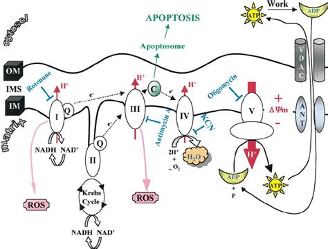 Electron transport chain, ATP generation, and ROS production. Different ...