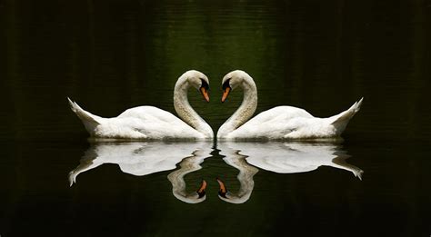 Swan Couple Photograph by Sandy Sheni