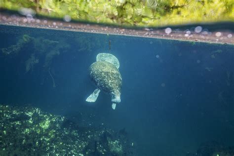 Manatee Habitat Discovered | Klaus Thymann