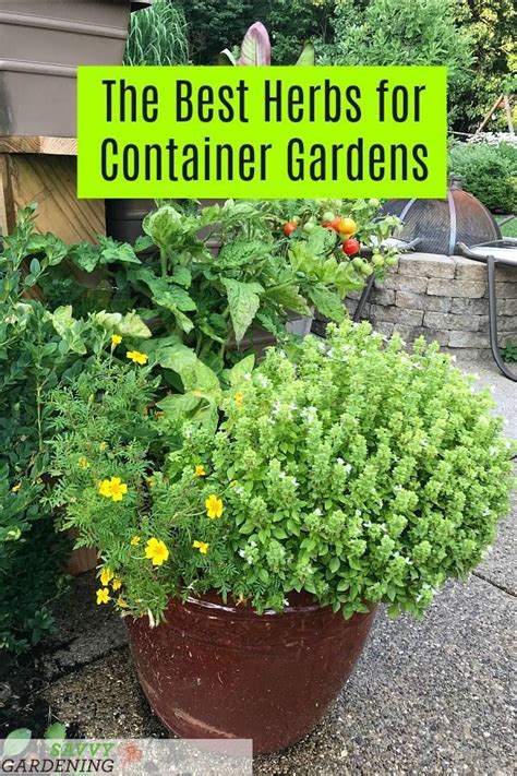 The 7 best herbs for container gardening | Container herb garden ...