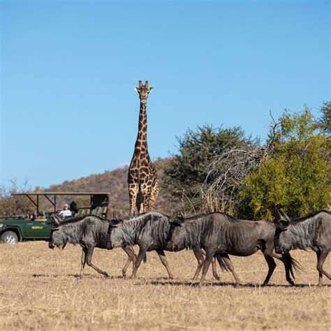 The 5 best safari parks near Johannesburg | Cathay