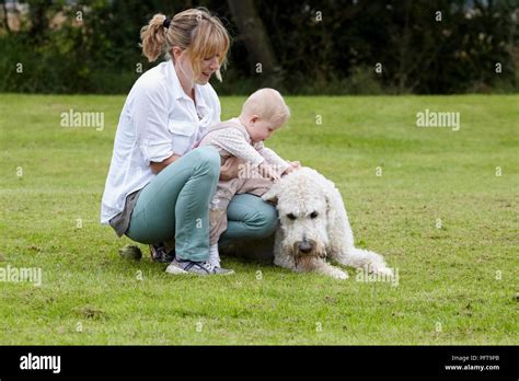 Labradoodle: with family Stock Photo - Alamy