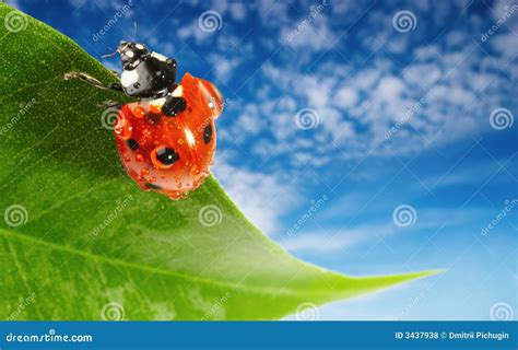 Ladybug on green leaf stock photo. Image of beetle, drops - 3437938