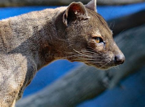 Fossa stock photo. Image of formidable, forearms, fossa - 89483652