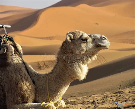 Camels Resting in the Sun at Sahara Desert`s Entrance Stock Image - Image of dunes, deserts ...