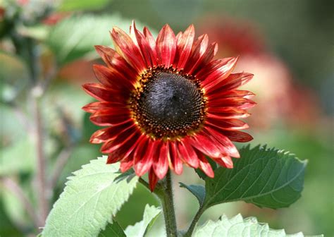 Close Up To Red Sunflower | Free Photo - rawpixel