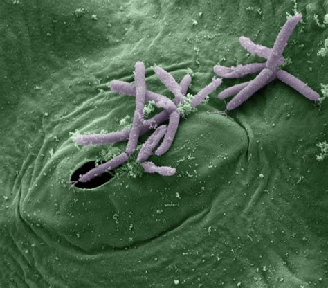 Pseudomonas syringae - NBRC 14054 - CHỦNG VI SINH VẬT CHUẨN ATCC