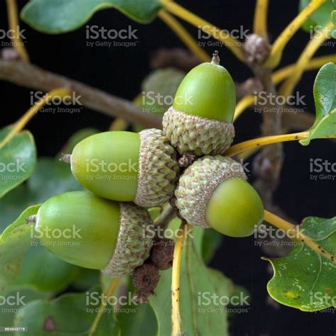 Acorns Quercus Petraea Oak Stock Photo - Download Image Now - Acorn ...