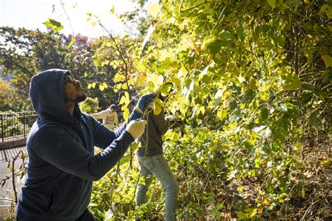 Why We Spend 230 Days a Year Removing Invasive Species By Hand - New ...