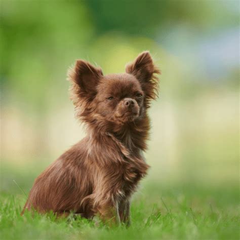 Top 48 image black long haired chihuahua - Thptnganamst.edu.vn