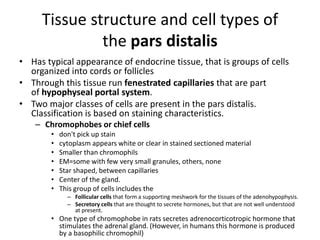 histology _ of _ the _ endocrine _ system | PPT