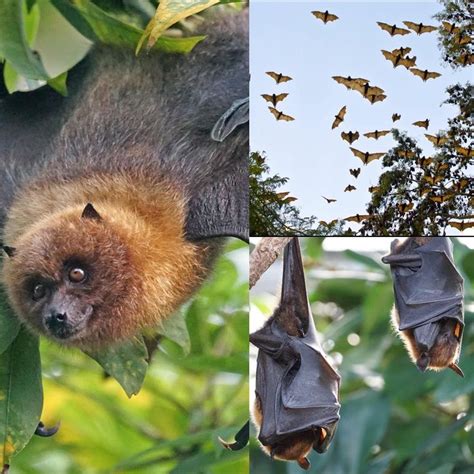 The Giant Golden-Crowned Flying Fox is one of the largest bats in the world with a wingspan ...