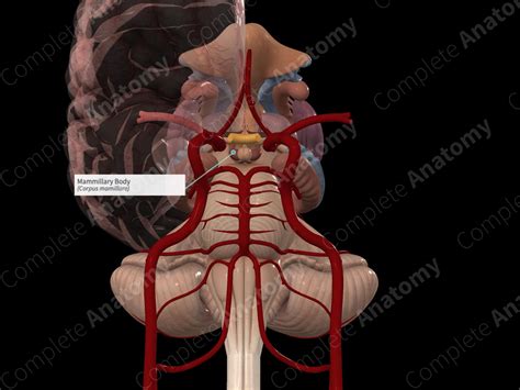 Mammillary Body | Complete Anatomy