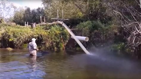 The internet is going crazy over a 'salmon cannon' that shoots fish ...