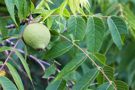 Black Walnut Tree Poisoning in Horses - Symptoms, Causes, Diagnosis ...