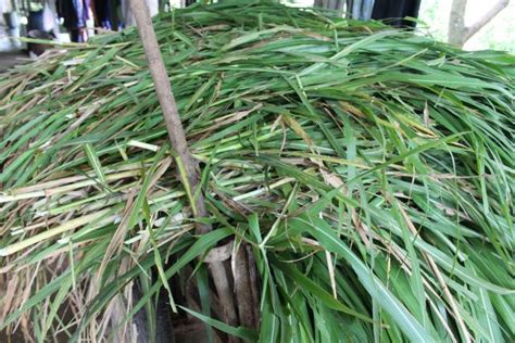 Elephant grass (Pennisetum purpureum) | Feedipedia