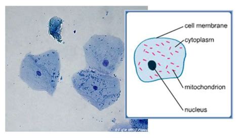 Cheek Cells 40x