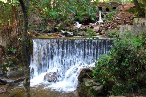 Exploring the Beauty of Newlands Forest Hiking Trail: A Nature Lover's Paradise - Joey Journeys