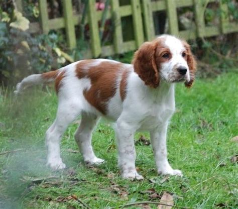 Welsh Springer Spaniel Puppies For Sale | Washington, DC #111876