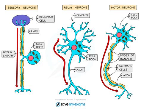 Types of Neurones (14.1.2) | CIE IGCSE Biology Revision Notes 2023 ...