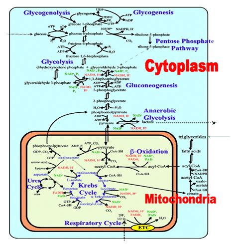 Metabolic Pathways | Biochemistry, Biomedical science, Science biology