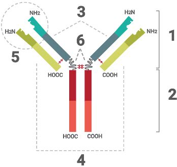 Antibody Structure - BioAtla