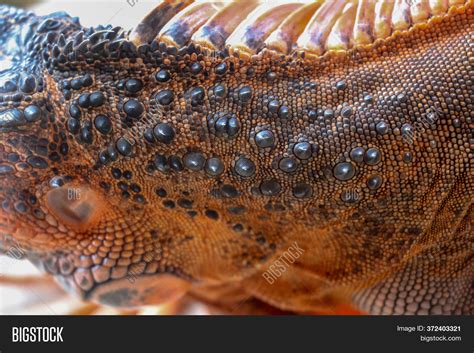 Close Scaly Skin Image & Photo (Free Trial) | Bigstock