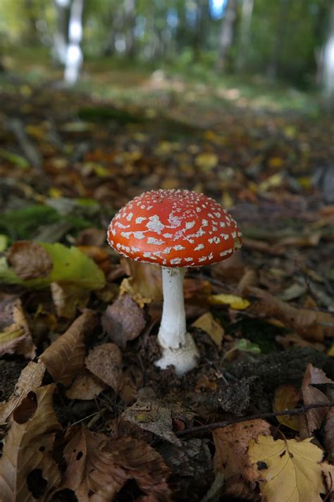 HD wallpaper: fly agaric, mushroom, red, symbol of good luck, red fly agaric mushroom ...