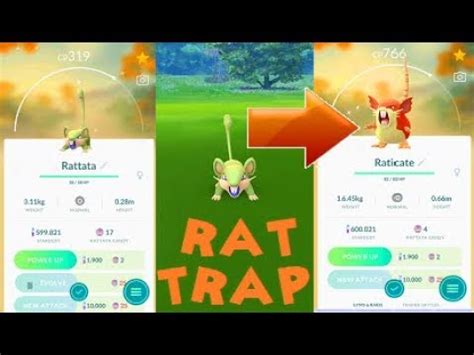 Pokemon Go Shiny Rattata Catch & Shiny Raticate Evolution - YouTube