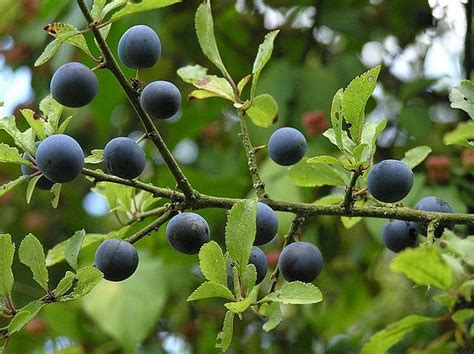 Sloe Berries | Sloe berries, Berry plants, Farm gardens