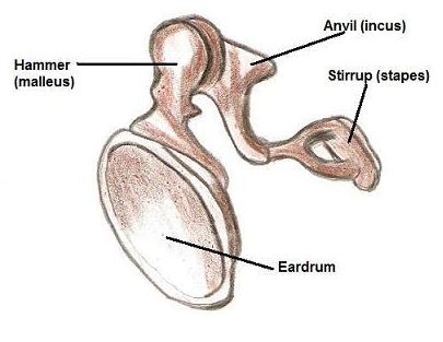 The three bones in the middle ear are collectively called: