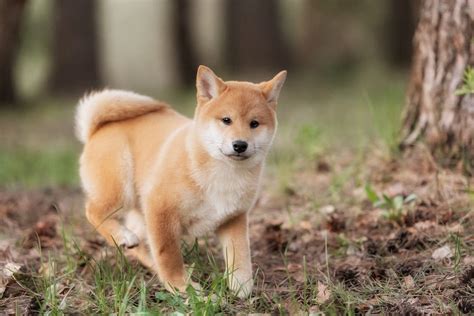 Shiba Inu : Le chien Japonais le plus rusé | Le Japon à Paris