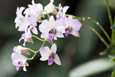 Grow and care Dendrobium orchid | Travaldo's blog