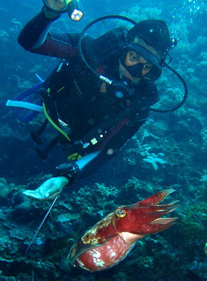 Gorontalo, diving - VIRTOURIST.COM GORONTALO