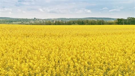 canola rapeseed field aerial drone shot Stock Footage Video (100% ...