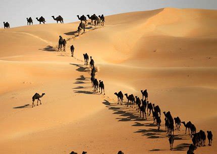 Liwa Desert Safari [Full Day Tour] Abu Dhabi - Desert Rose Tourism, Abu Dhabi, UAE