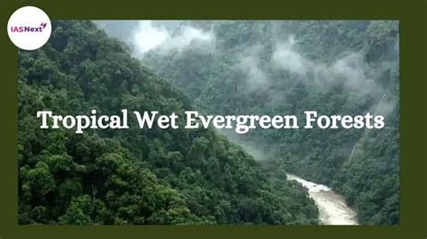 Tropical Wet Evergreen Forests