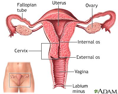 Ectopic Pregnancy Symptoms, Doctors, Treatments, Advances & More | MediFind