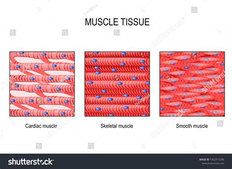 muscle tissue. Skeletal muscle, smooth (in a gastrointestinal tract) and cardiac muscle (in a ...