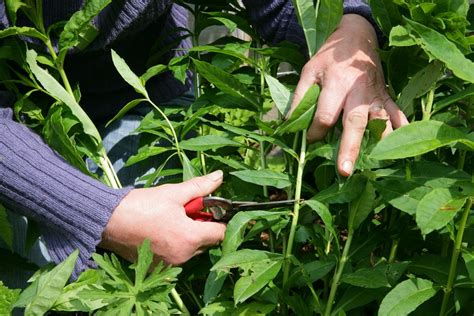 Why You Should Cut Back Perennials | BBC Gardeners World Magazine