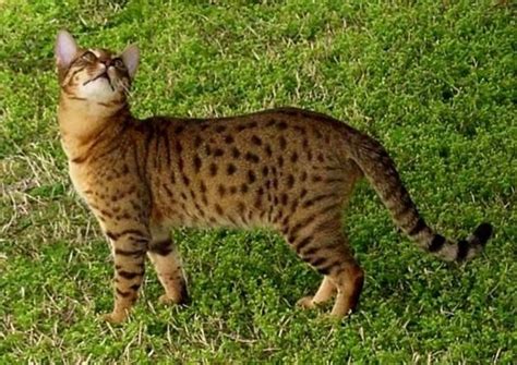 8 best Cheetoh cat images on Pinterest | Cat breeds, Breeds of cats and Cats