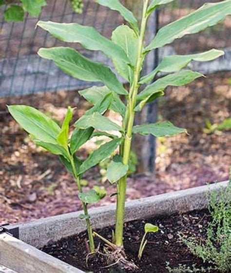 How to Grow Flavorful Cardamom in Your Home Garden | Gardener's Path