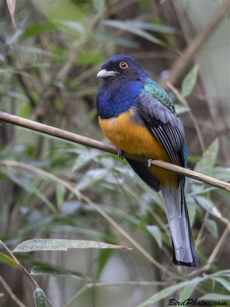 Birds of Brazil - Trogon