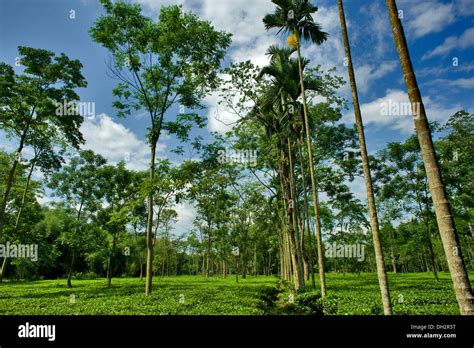 Tea Garden Tinsukia Assam India Asia Stock Photo - Alamy